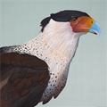 Crested Caracara, Brit Hansen